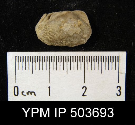Derbyia sp.