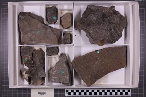 mixed taxa, stratigraphic collection