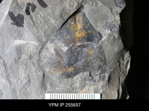 Hughmilleria sp.