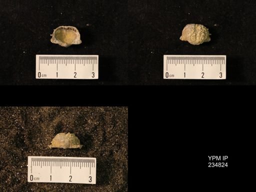 Marginifera wabashensis var. armata