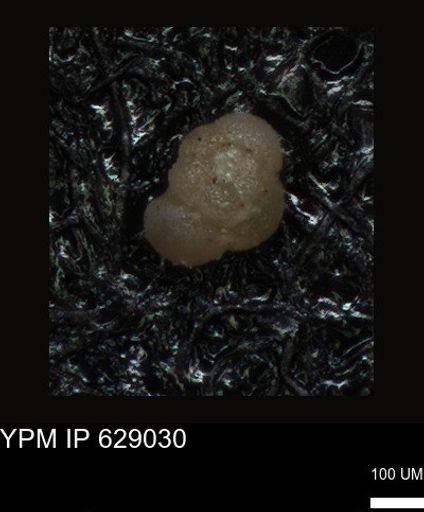 undet. Foraminiferida