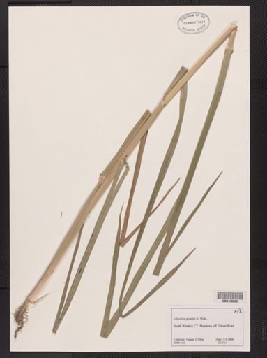 Glyceria grandis
