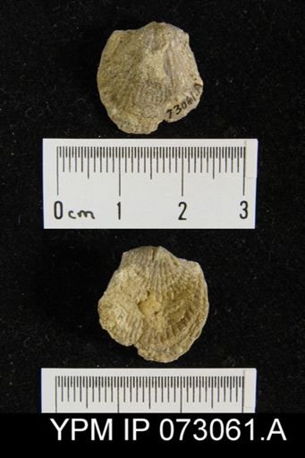 Atrypa tennesseensis