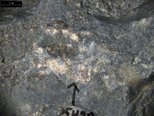 Aplocoma damesii