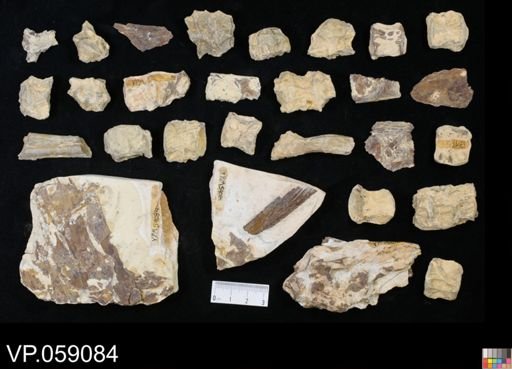 undet. Aulopiformes