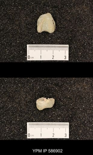 Rhynchotrema capax