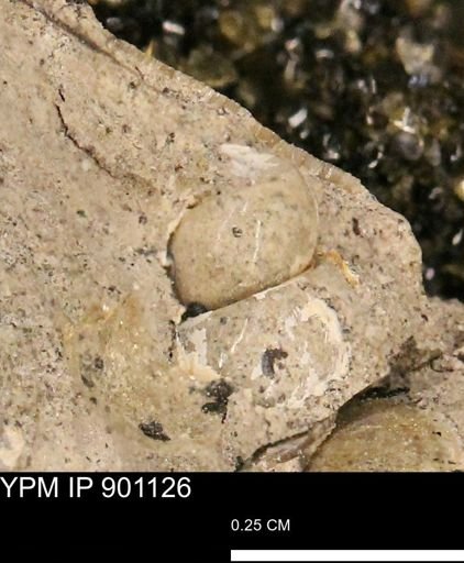 undet. Gastropoda