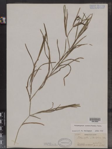Potamogeton zosteriformis