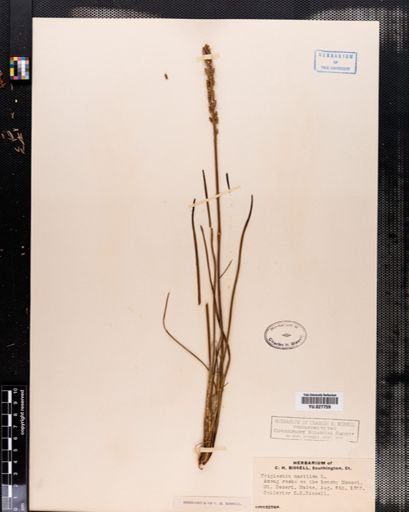Triglochin maritima