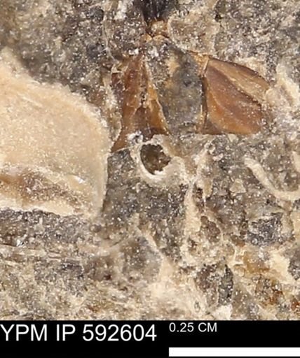 undet. Mollusca