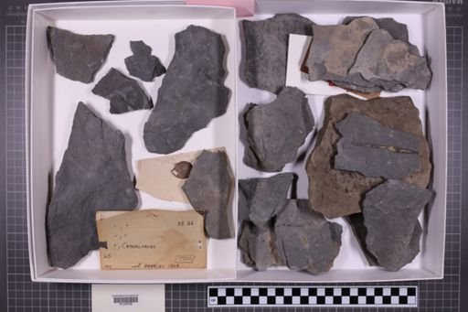 mixed taxa, stratigraphic collection