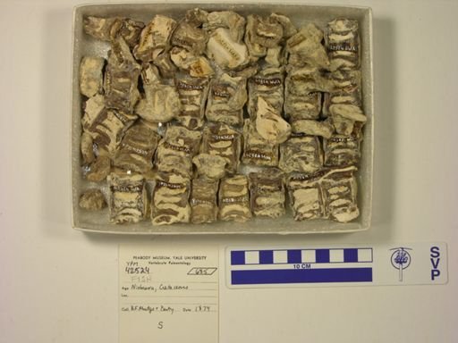 undet. Actinopterygii