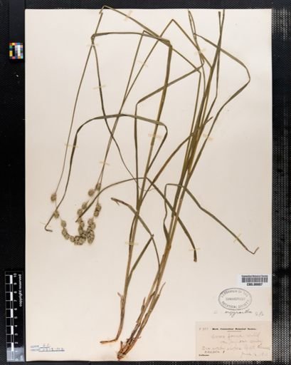 Carex foenea