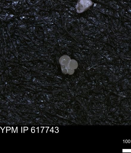 undet. Rugoglobigerinidae