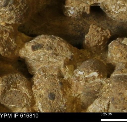 Teredo sp.