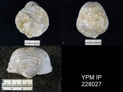 Echinoconchus semipunctatus knighti