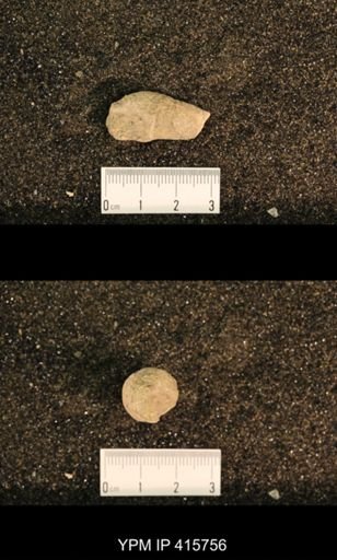 Meekospira choctawensis