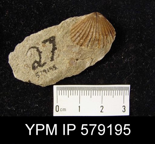 Stenoscisma?