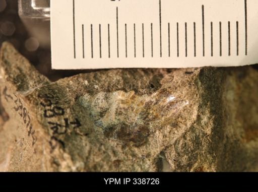 Protocardia subquadrata