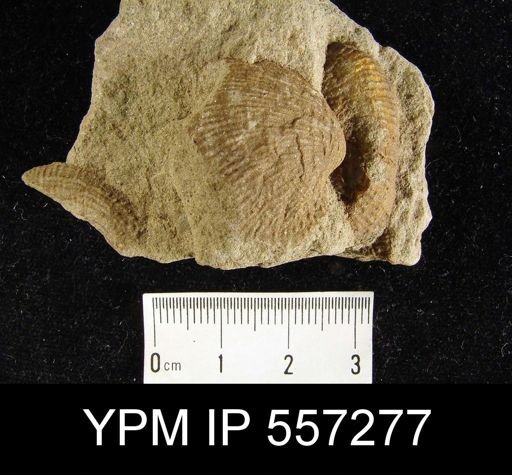 undet. Productidae
