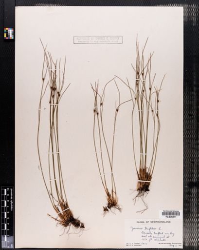 Juncus trifidus