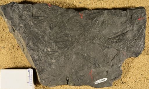 Pecopteris sp.