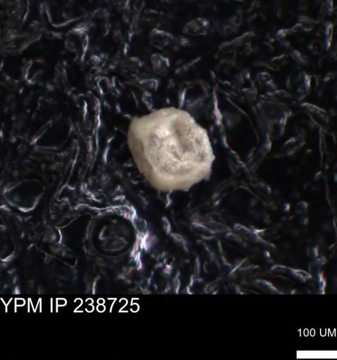 undet. Foraminiferida