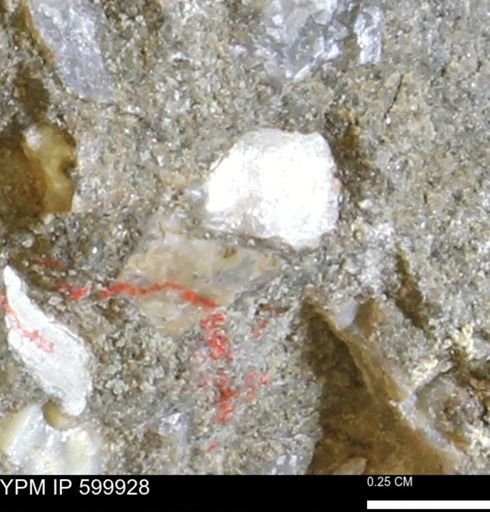 undet. Bivalvia