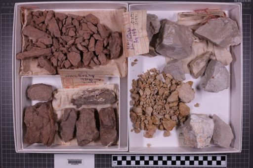mixed taxa, stratigraphic collection