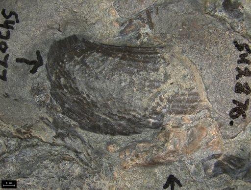 Rhaetavicula contorta