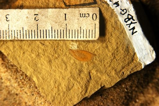 Eucommia montana