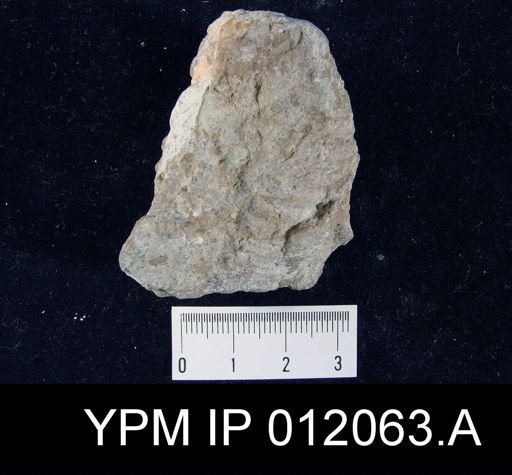 Lyttonia nobilis fissiseptata
