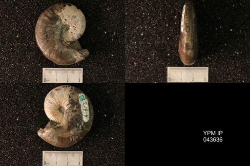 Hoploscaphites nicolletii