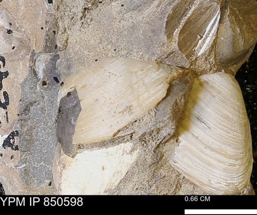 Limopsis striatopunctatus