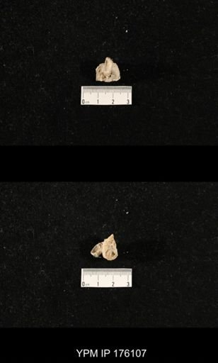 Chonosteges sp.