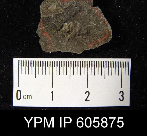 Pugnax osagensis