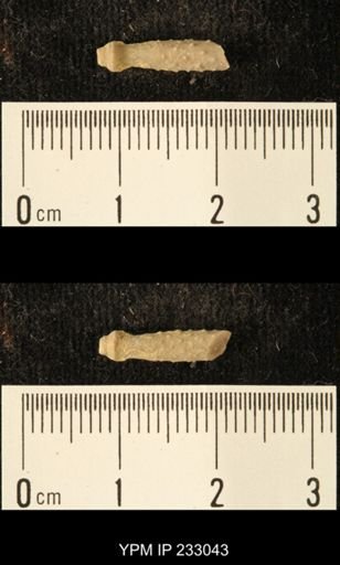 Archaeocidaris sp.