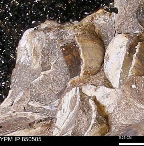 Limopsis striatopunctatus