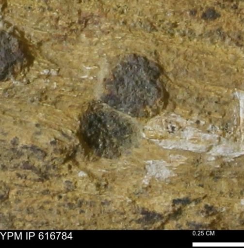 Teredo sp.