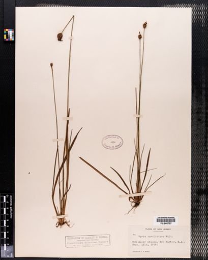 Xyris caroliniana