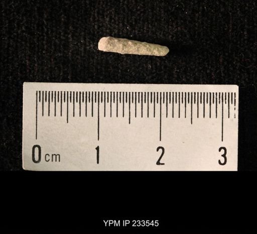 Archaeocidaris sp.