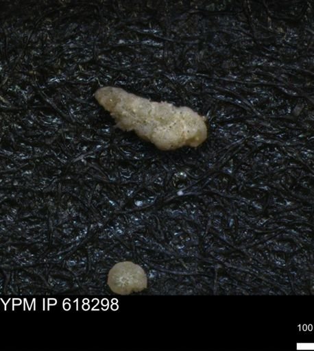 undet. Foraminiferida
