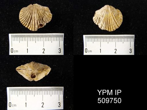 Terebratella menardi