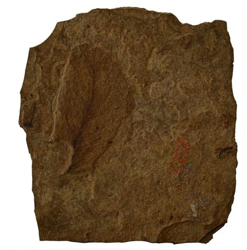 Neornithes