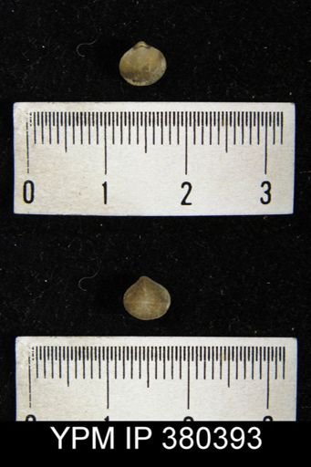 Nucleospira pisiformis