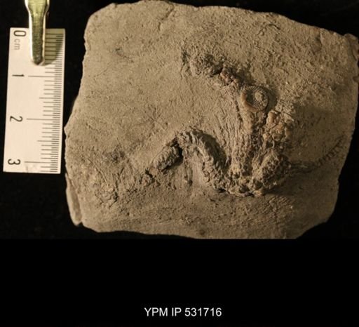 cf. Vandelooaster