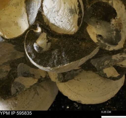 Protocardia sp.