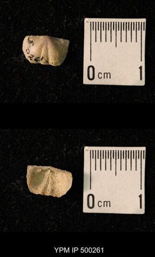 Mesolobus mesolobus decipiens