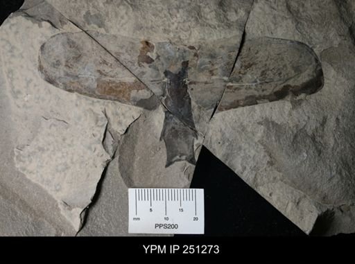 undet. Eurypterida