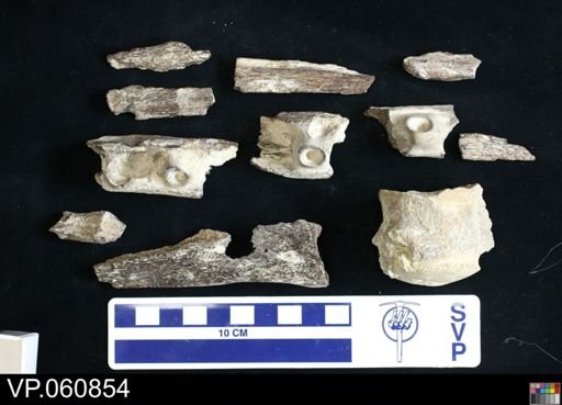 Mosasauridae